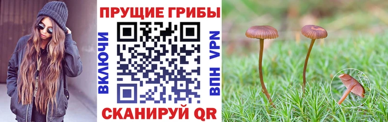 Псилоцибиновые грибы ЛСД  Купить  Кологрив 